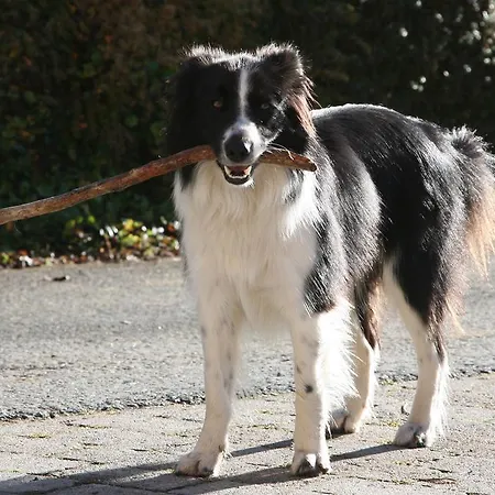 Kasperbauer Apartment