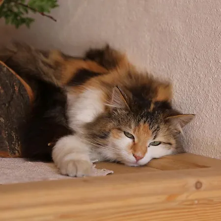 Apartment Kasperbauer