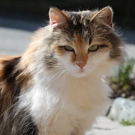 Kasperbauer Kirchberg in Tirol