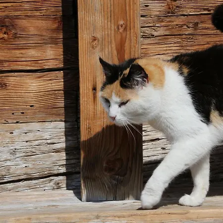 Apartment Kasperbauer *