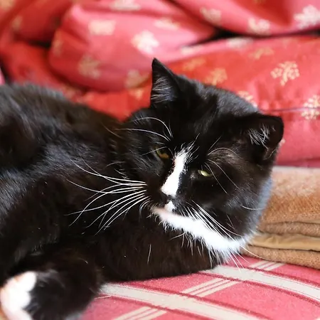 Kasperbauer Kirchberg in Tirol