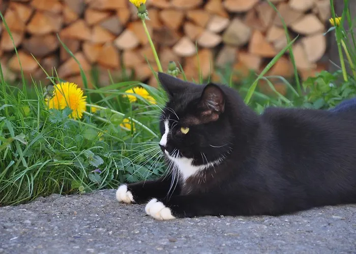 Appartement Kasperbauer Kirchberg en Tyrol