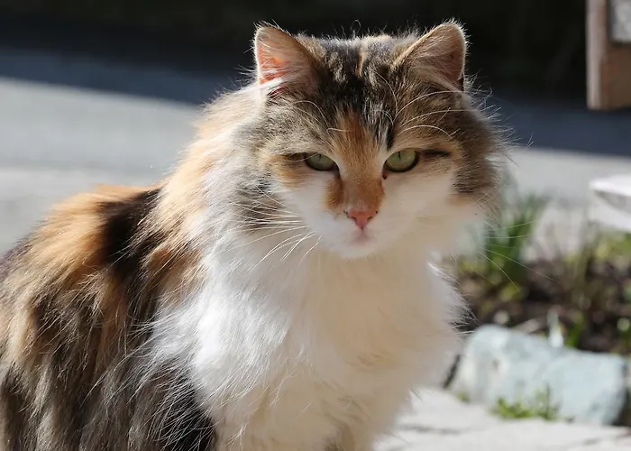 Kasperbauer Kirchberg en Tyrol