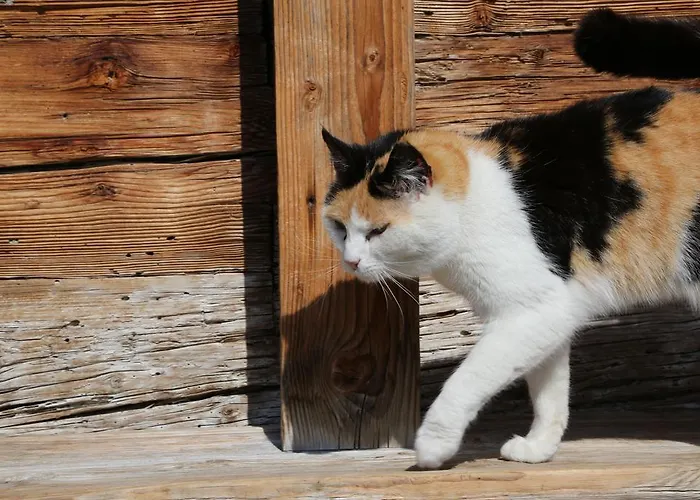 Appartement Kasperbauer *