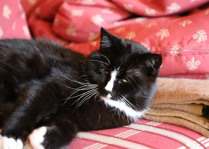 Kasperbauer Kirchberg en Tyrol