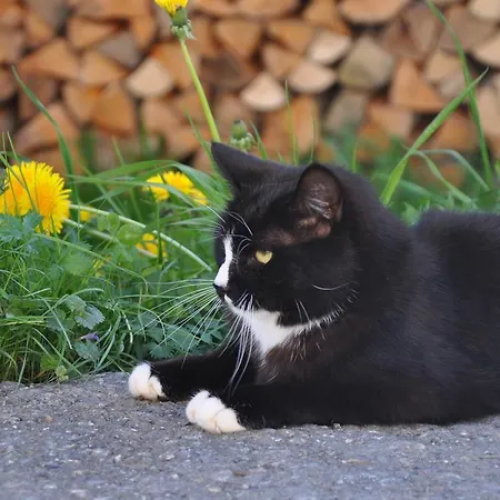 Appartamento Kasperbauer Kirchberg in Tirol