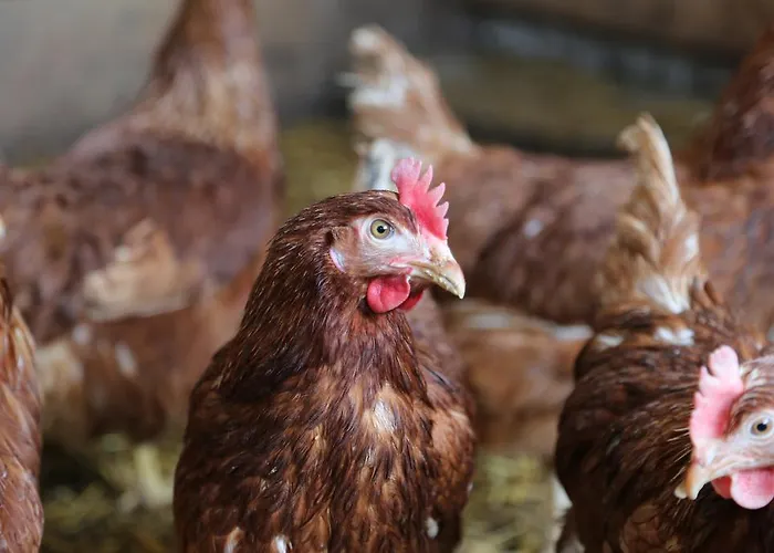 公寓 卡斯佩尔保尔公寓